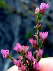 Erica gnaphaloides
