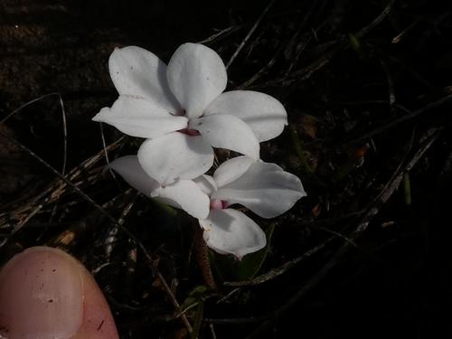 Image of Rhodohypoxis baurii by (c) Ronald Flipphi, some rights reserved (CC BY-SA)