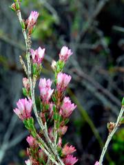 Erica gnaphaloides