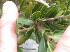 Morella diversifolia