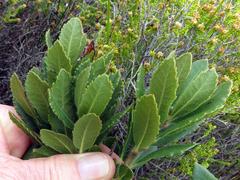 Morella diversifolia