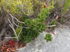 Morella diversifolia