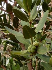 Hyaenanche globosa