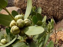 Hyaenanche globosa