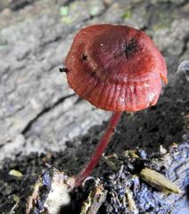 Cruentomycena viscidocruenta
