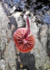 Cruentomycena viscidocruenta