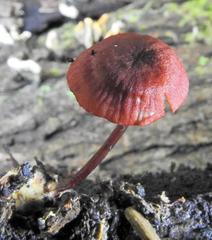 Cruentomycena viscidocruenta