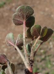 Oxalis imbricata violacea