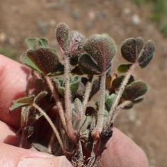 Oxalis imbricata violacea