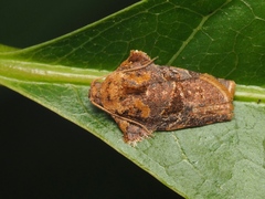 Homona