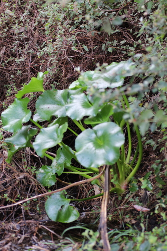 Image of Ornduffia calthifolia by (c) Em Lamond, some rights reserved (CC BY)