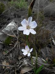 Aristea spiralis