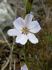 Aristea spiralis