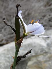 Aristea spiralis