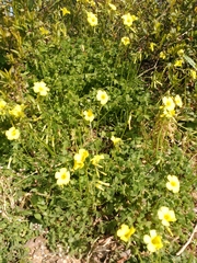 Oxalis pes-caprae