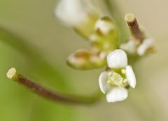 Cardamine