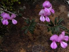 Indigofera angustifolia