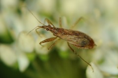 Nabis rufusculus