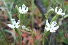 Silene aethiopica