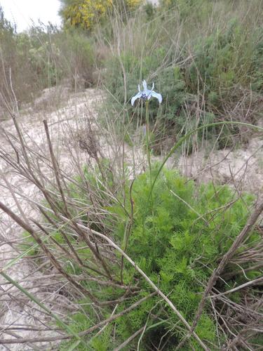 Image of Senecio foeniculoides by (c) Jacques van der Merwe, some rights reserved (CC BY-SA)