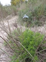 Senecio foeniculoides