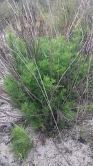 Senecio foeniculoides