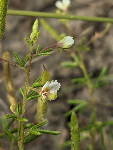Image of Polanisia jamesii by (c) Ethan Rose, some rights reserved (CC BY)