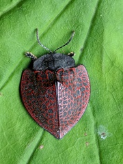 Cyrtonota textilis