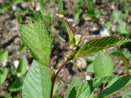 Image of Corchorus olitorius by (c) Alexis López Hernández, some rights reserved (CC BY)