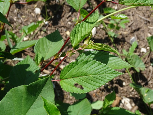 Image of Corchorus olitorius by (c) Alexis López Hernández, some rights reserved (CC BY)