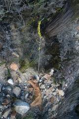 Aspalathus caledonensis