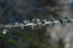 Aspalathus caledonensis