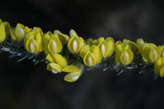 Aspalathus caledonensis