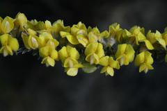 Aspalathus caledonensis