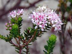 Agathosma ciliaris