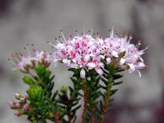 Agathosma ciliaris