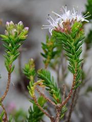 Agathosma ciliaris