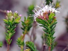 Agathosma ciliaris