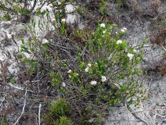 Agathosma ciliaris