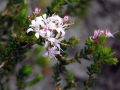 Agathosma ciliaris