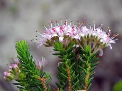 Agathosma ciliaris
