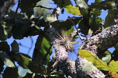 Tillandsia magnusiana