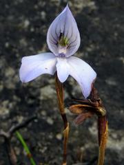 Disa maculata