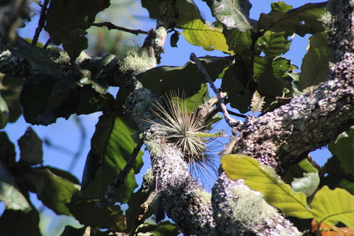 Tillandsia magnusiana, photograph 1