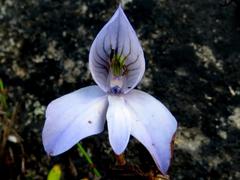 Disa maculata