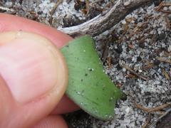 Eriospermum nanum