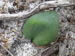 Eriospermum nanum