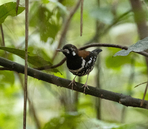 Red-backed Thrush (Geokichla erythronota), photo 5