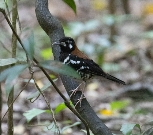 Red-backed Thrush (Geokichla erythronota), photo 6