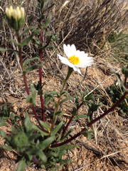 Layia glandulosa